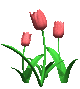 tulipanes rosas