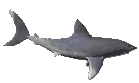 s animados animales tiburones