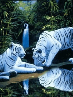 pareja de tigres blancos ani
