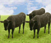vacas cyriak