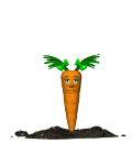 baby carrot jump md wht