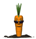 cool carrot md wht